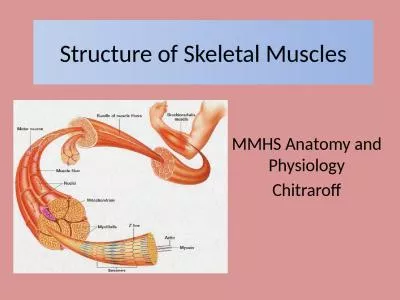 Structure of Skeletal Muscles