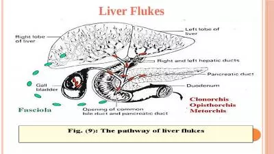 Liver  Flukes 1- Family: