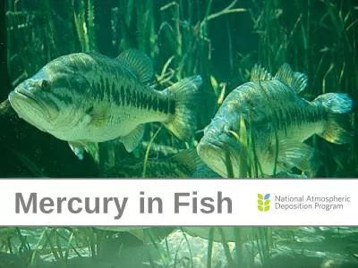Mercury  in Fish Where Does Mercury Come From?