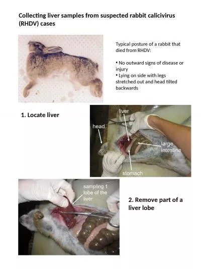 Collecting liver samples from suspected rabbit calicivirus (RHDV) cases