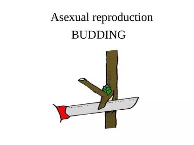 Asexual reproduction BUDDING