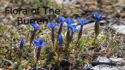 Flora  of The  Burren By The Legend Lizards