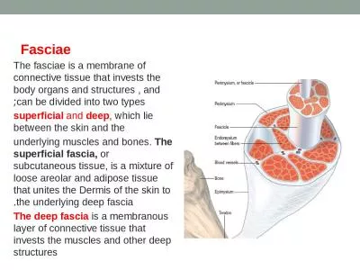 Fasciae   The fasciae is a membrane of connective tissue that invests the body organs and structure