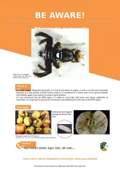 Learn  more about  Rhagoletis pomonella