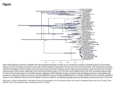 Figure Figure.&nbsp;Bayesian maximum-credibility tree representing the genealogy of rabies viru