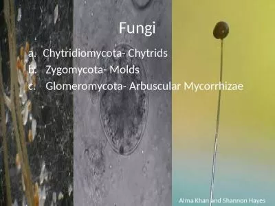 Fungi Chytridiomycota -