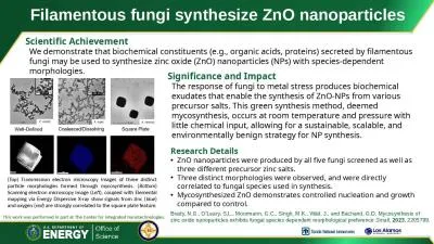 Filamentous fungi synthesize ZnO nanoparticles
