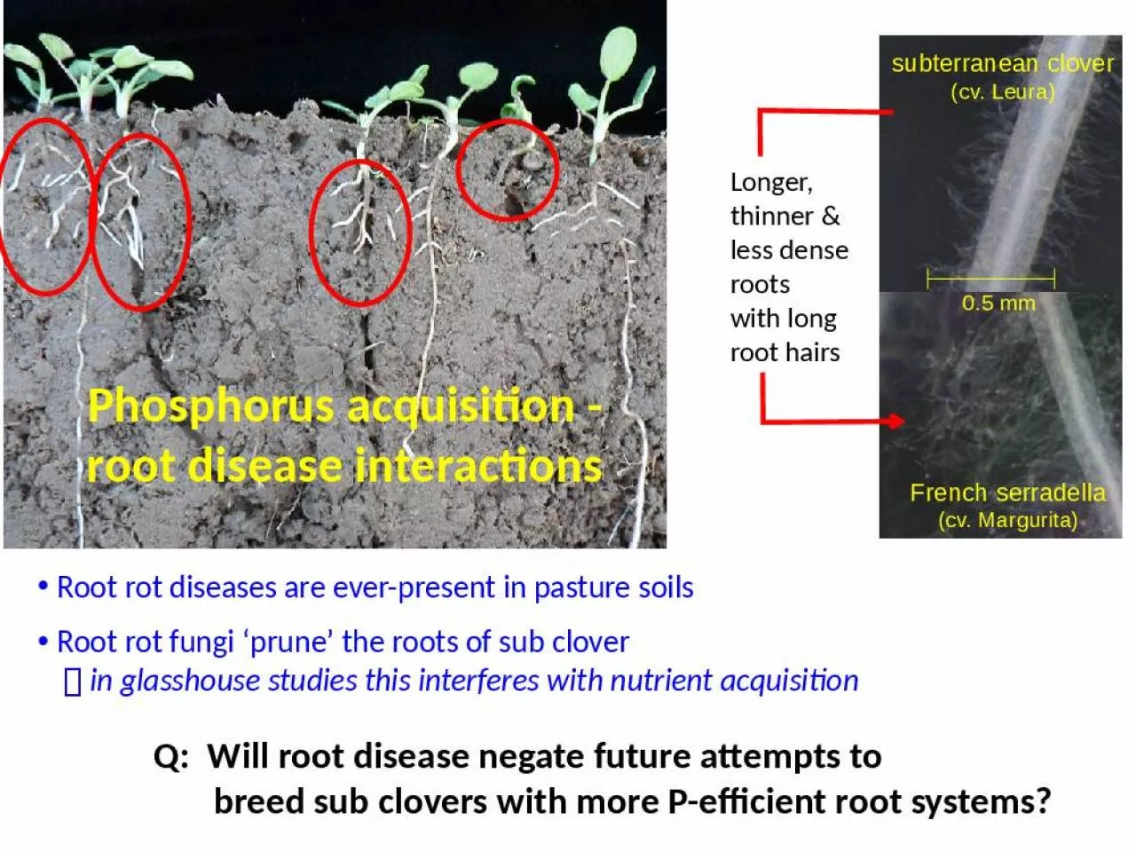 PPT-Phosphorus acquisition -