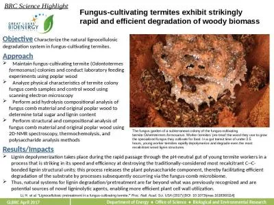 Fungus-cultivating termites exhibit strikingly rapid and efficient degradation of woody biomass