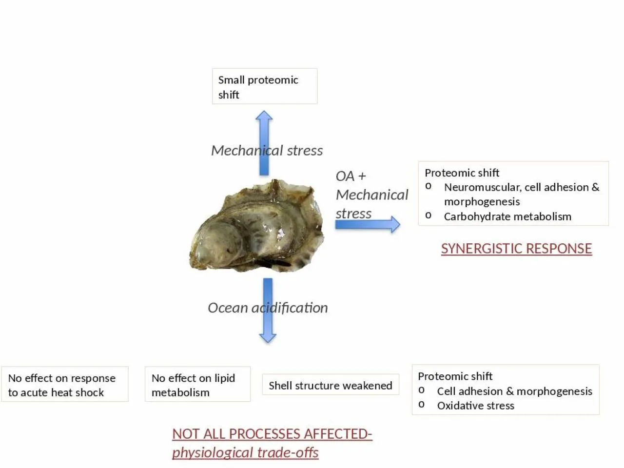 PPT-Mechanical stress OA + Mechanical stress