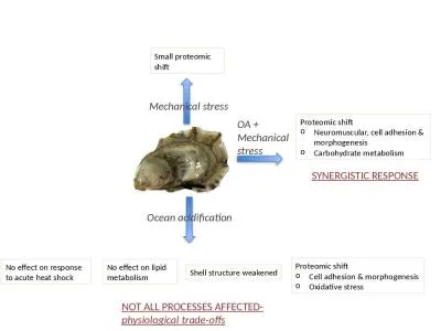 Mechanical stress OA + Mechanical stress