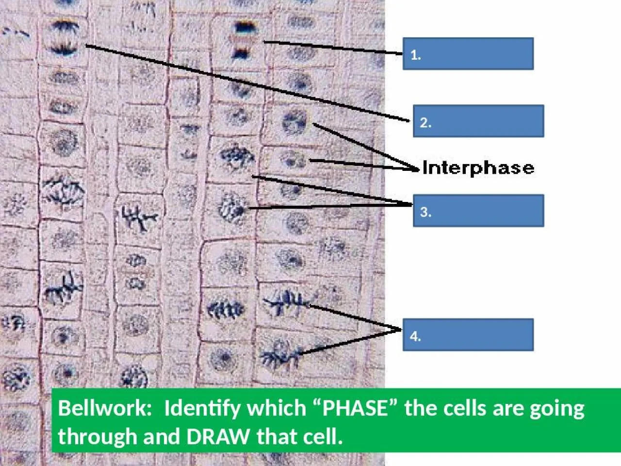 PPT-1. 2. 3. 4. Bellwork : Identify which “PHASE” the cells are going through and DRAW