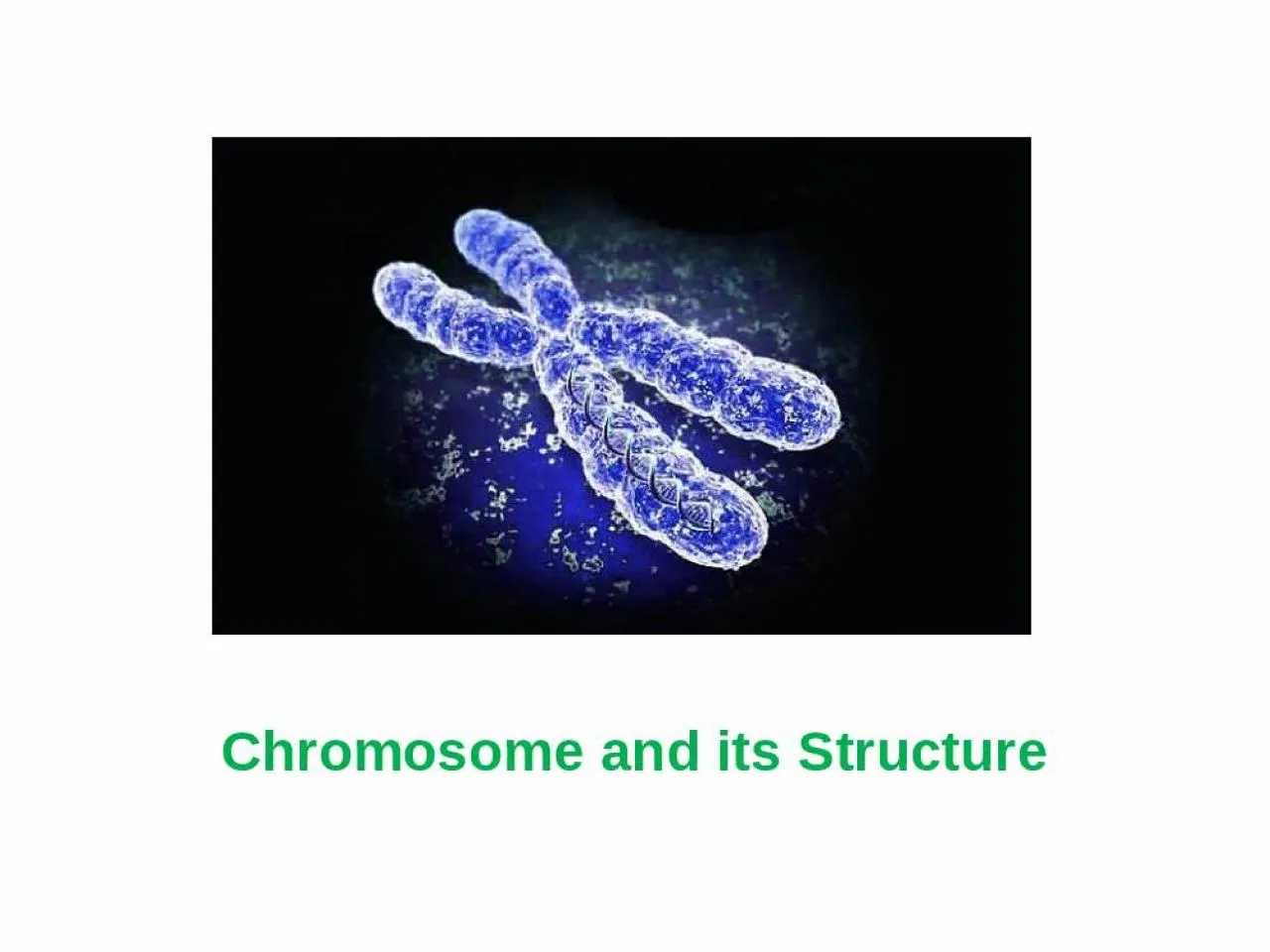 PPT-Chromosome and its Structure