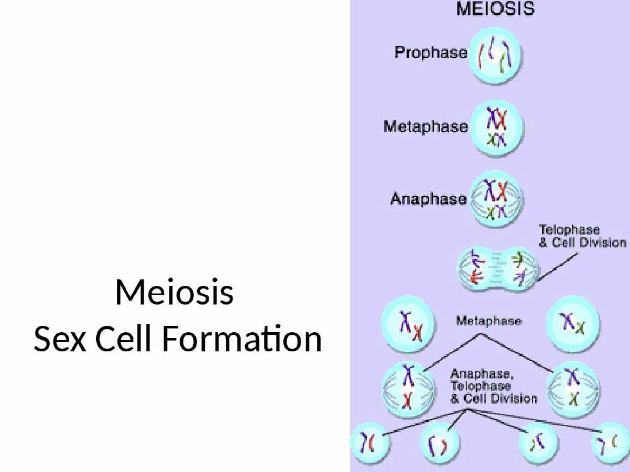 PPT-Meiosis Sex Cell Formation