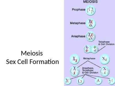 Meiosis  Sex Cell Formation