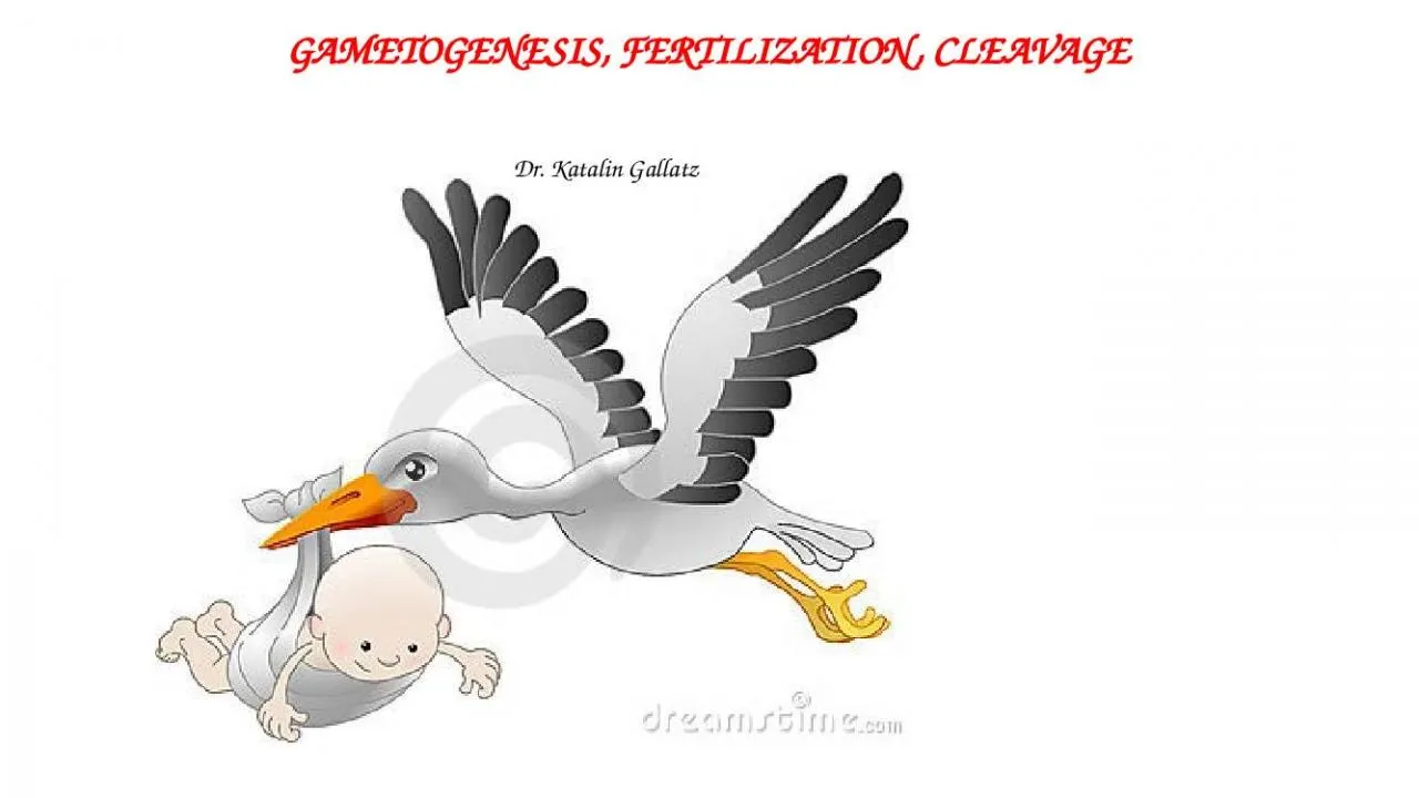 PPT-GAMETOGENESIS, FERTILIZATION, CLEAVAGE