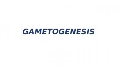 GAMETOGENESIS GAMETOGENESIS