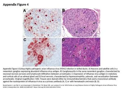 Appendix Figure 4 Appendix Figure 4.&nbsp;Highly pathogenic avian influenza virus (H5N1) infect