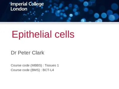 Epithelial cells Dr Peter Clark