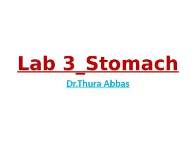 Lab 3_Stomach Dr.Thura Abbas