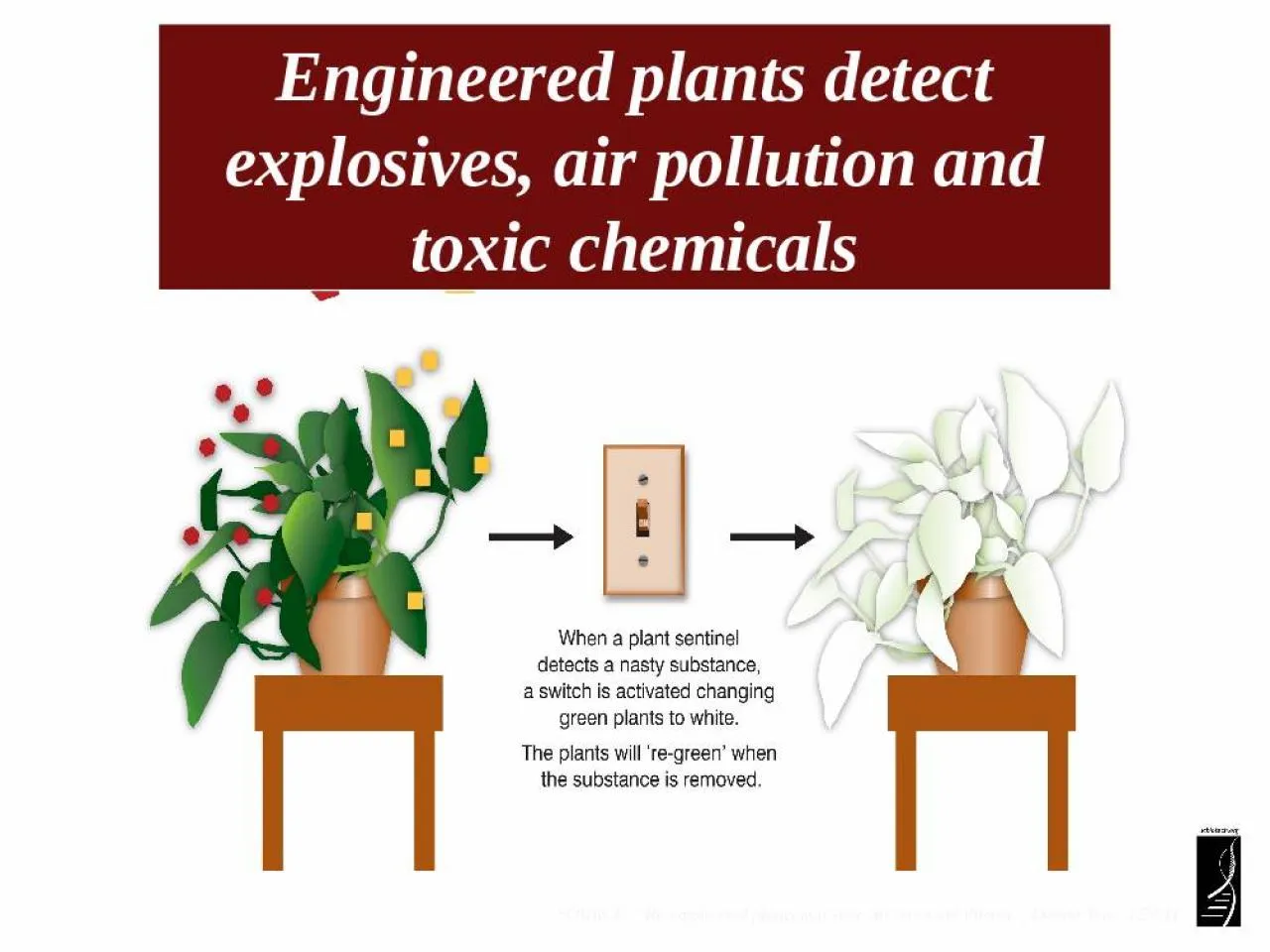 PPT-SOURCE: “Re-engineered plants may root out terrorism threats”, Denver Post, 1/27/11.