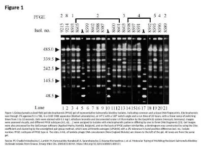 Figure 1 Figure 1.&nbsp;Sample pulsed-field gel electrophoresis (PFGE) gel of representative Sa