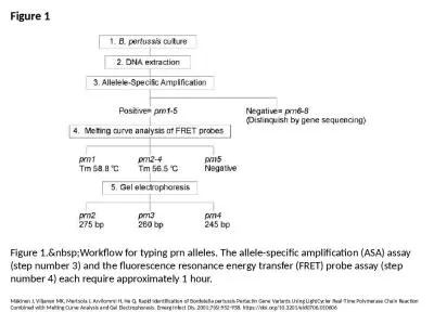 Figure 1 Figure 1.&nbsp;Workflow for typing prn alleles. The allele-specific amplification