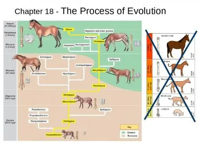 Chapter 18 -  The Process of Evolution