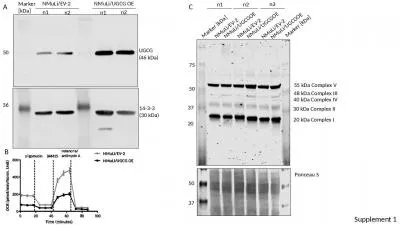 A Supplement 1 14-3-3  (30 kDa)