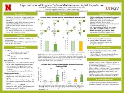 Methodology Insects Greenbugs