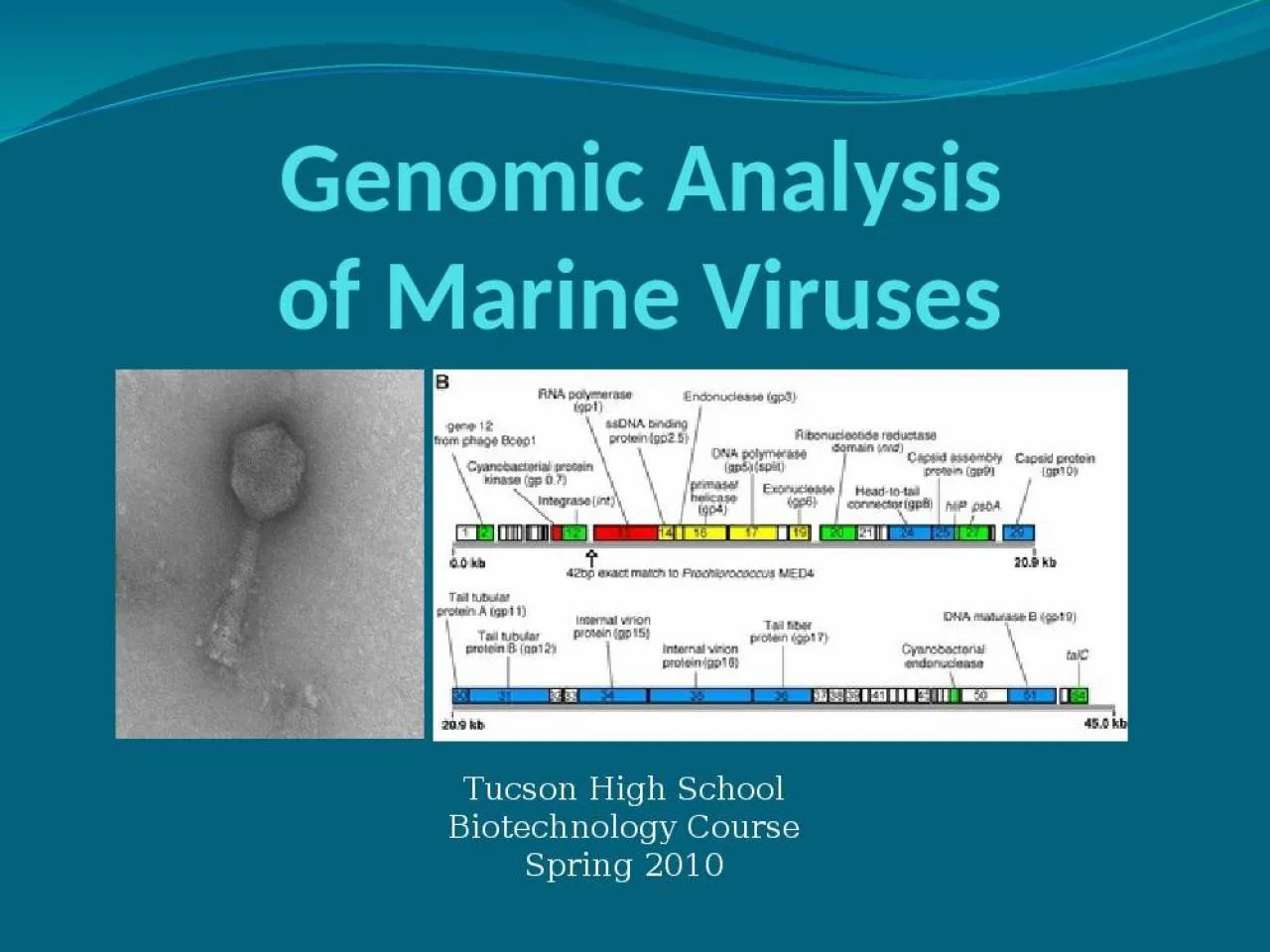 PPT-Genomic Analysis of Marine Viruses