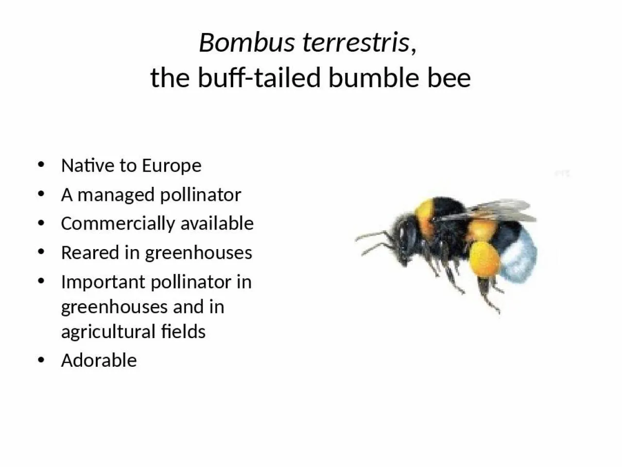 PPT-Bombus terrestris , the buff-tailed bumble bee