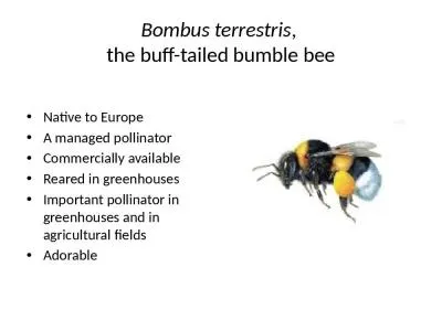 Bombus   terrestris ,  the buff-tailed bumble bee