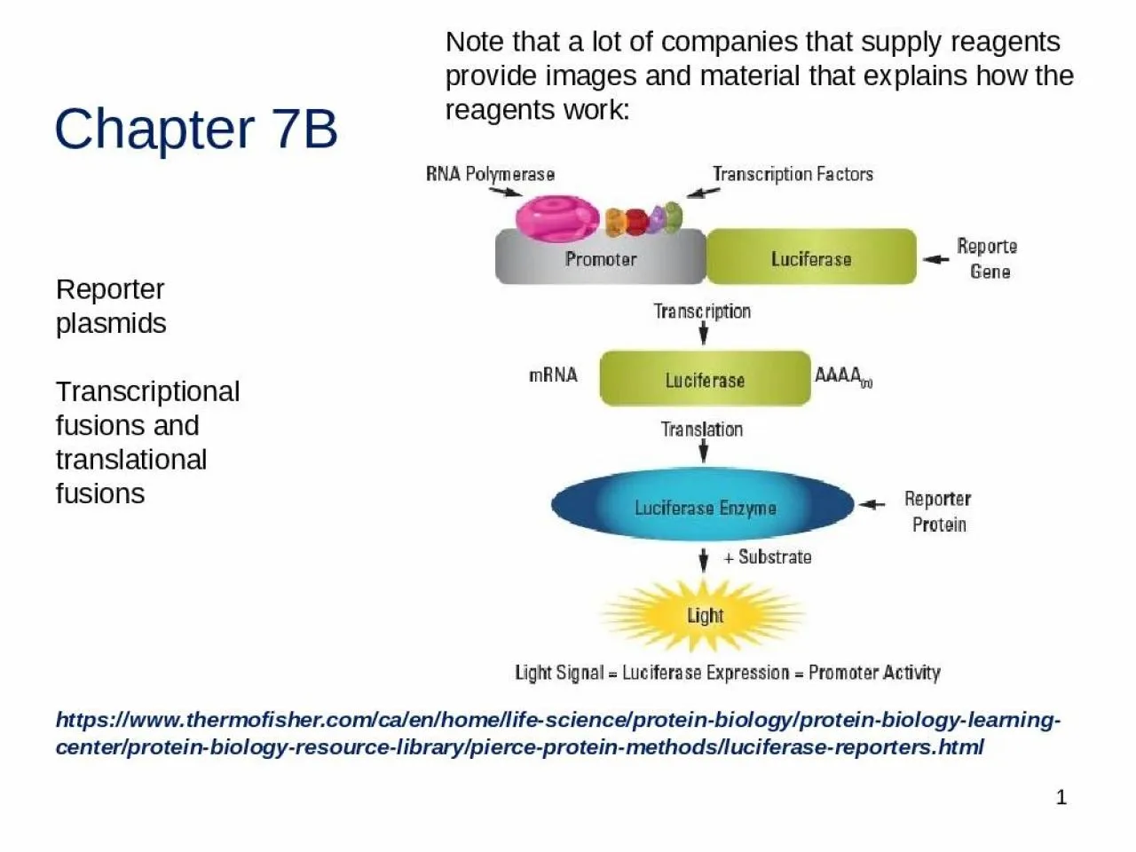 PPT-Chapter 7B 1 Reporter plasmids