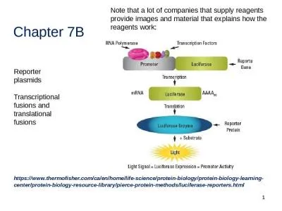 Chapter 7B 1 Reporter plasmids