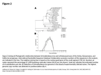 Figure 2 Figure 2.&nbsp;A) Phylogenetic relationship between Schmallenberg virus and orthobunya