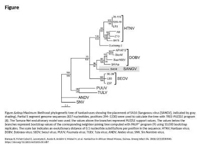 Figure Figure.&nbsp;Maximum likelihood phylogenetic tree of hantaviruses showing the placement