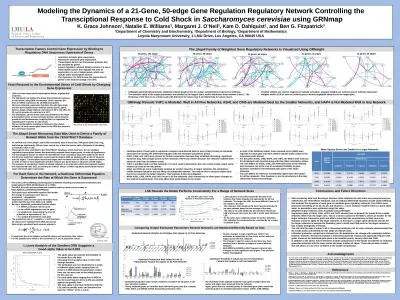 Modeling the Dynamics of a 21-Gene, 50-edge Gene Regulation Regulatory Network Controlling