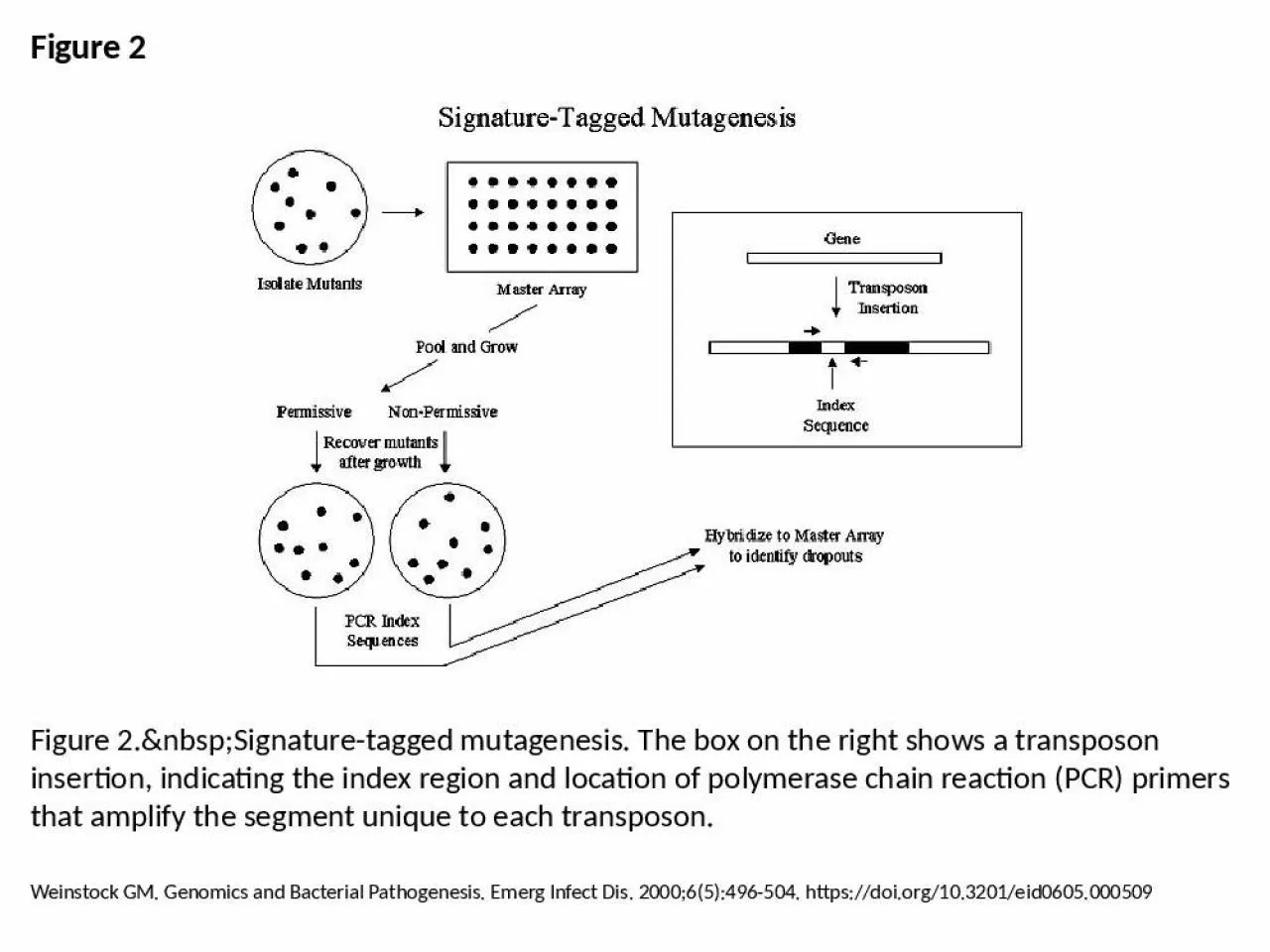 PPT-Figure 2 Figure 2.&nbsp;Signature-tagged mutagenesis. The box on the right shows a