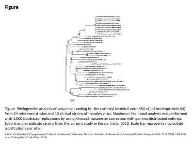 Figure Figure. Phylogenetic analysis of sequences coding for the carboxyl terminal end