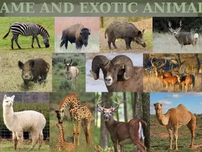 Game and Exotic Animals Game Animals