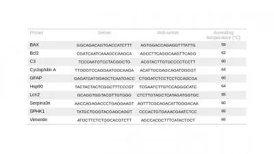 Primer Sense Anti-sense Annealing