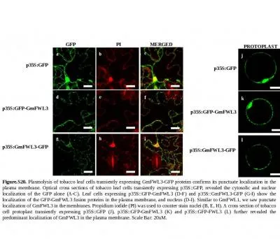 Figure.S20.  Plasmolysis of tobacco leaf cells transiently expressing GmFWL3-GFP proteins