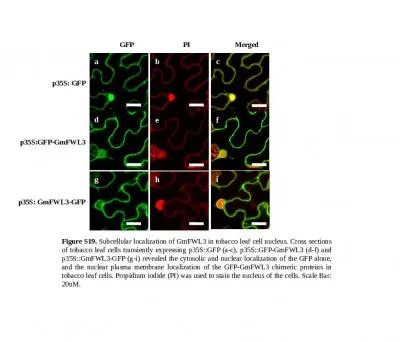 Figure S19.  Subcellular localization of GmFWL3 in tobacco leaf cell nucleus. Cross sections of tob