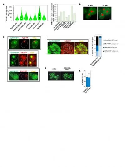 B D Sup35( Δ PD)-GFP Pab1-RFP