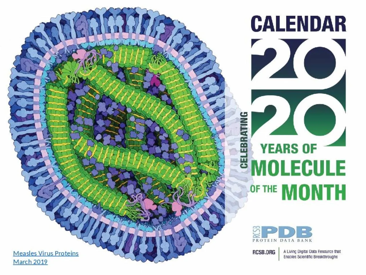 PPT-Measles Virus Proteins March 2019