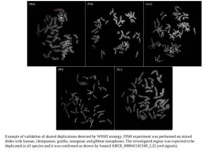 HSA PTR GGO PPY NLE Example of validation of shared duplications detected by WSSD strategy.