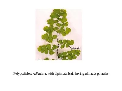 Polypodiales :  Adiantum