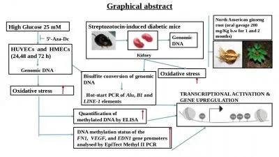 Graphical abstract High Glucose 25 mM