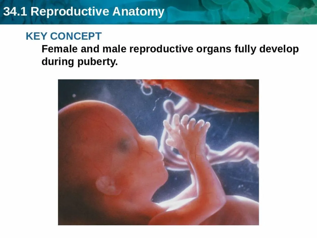 PPT-KEY CONCEPT Female and male reproductive organs fully develop during puberty.